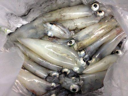 夕マヅメケンサキリベンジ